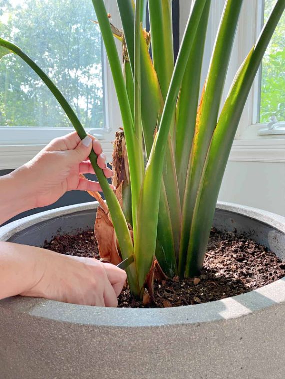 how to prune bird of paradise