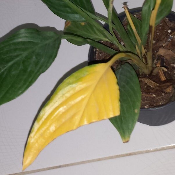 peace lily yellow leaves