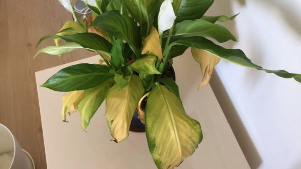 peace lily yellow leaves