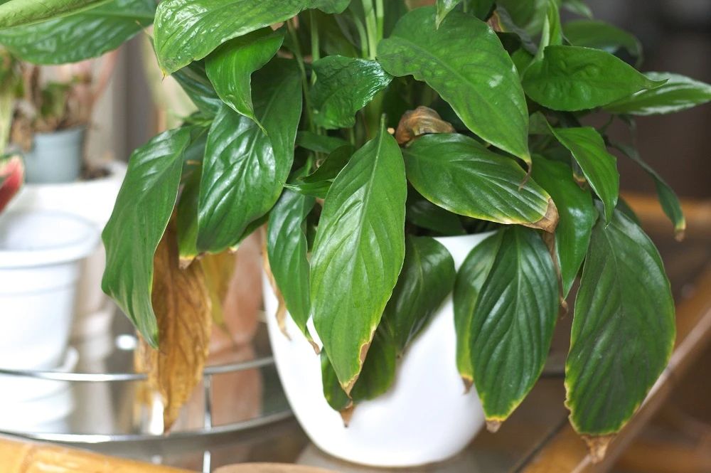 peace lily yellow leaves