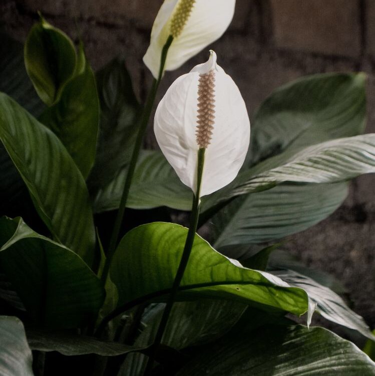 peace lily yellow leaves