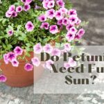 do petunias need full sun