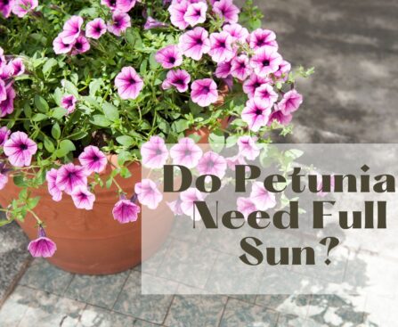 do petunias need full sun