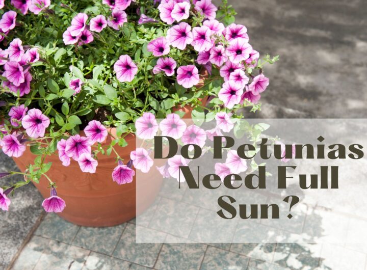 do petunias need full sun
