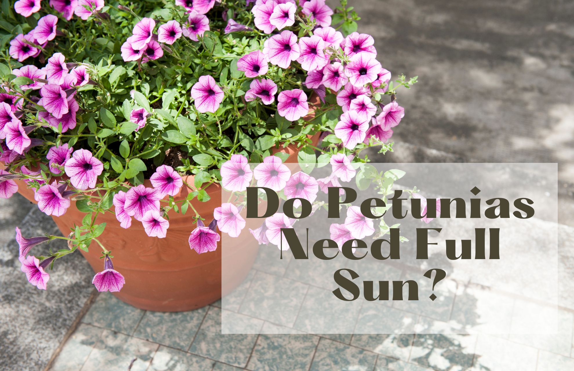 do petunias need full sun