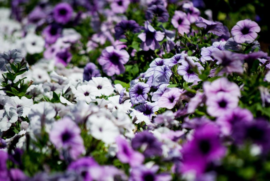 do petunias need full sun