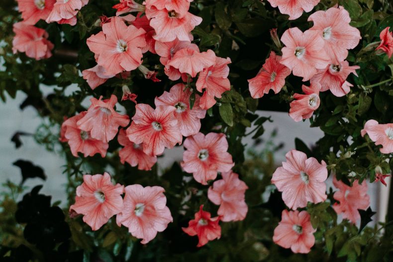 do petunias need full sun