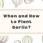 when to plant garlic
