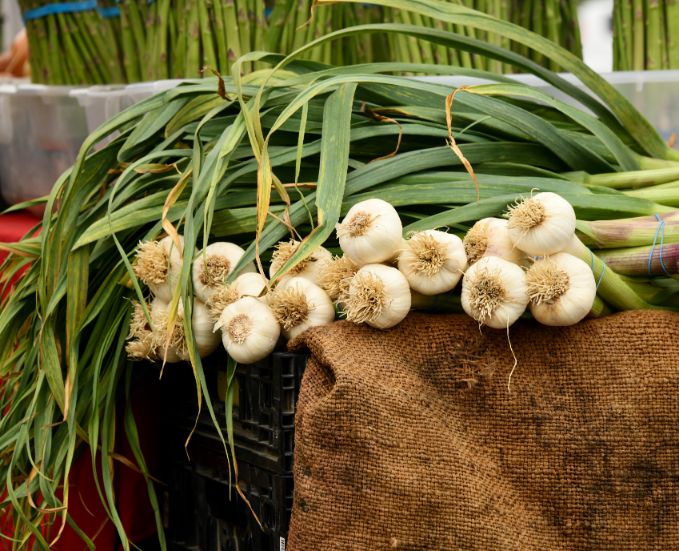 when to plant garlic