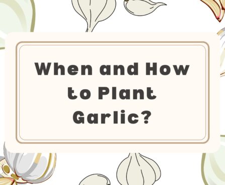 when to plant garlic