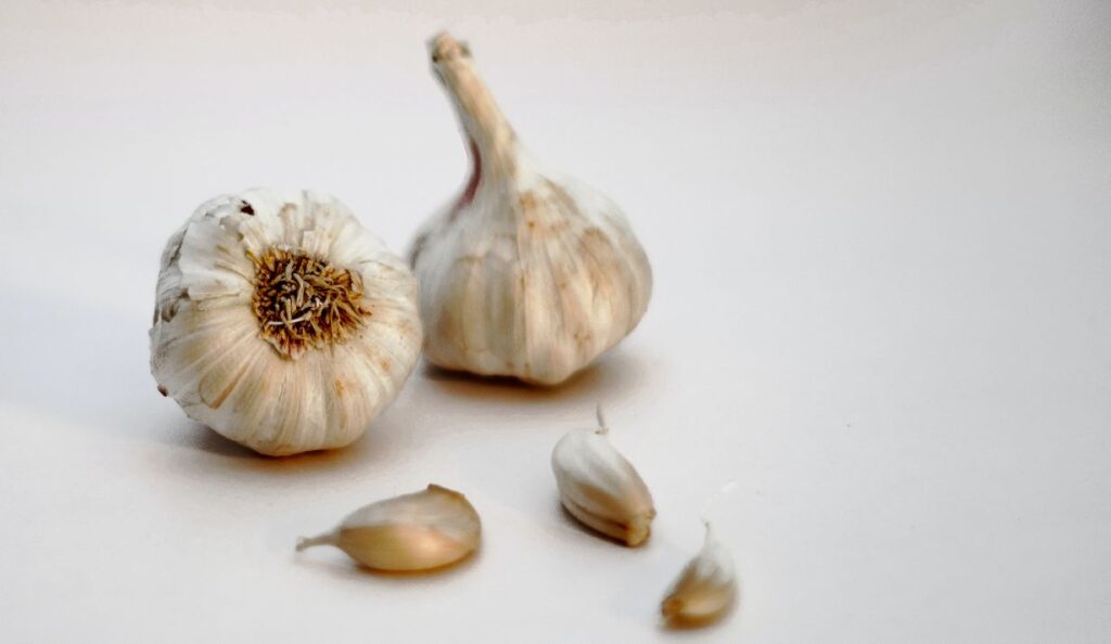 when to plant garlic