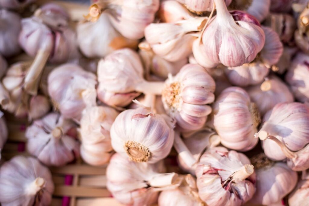 when to plant garlic