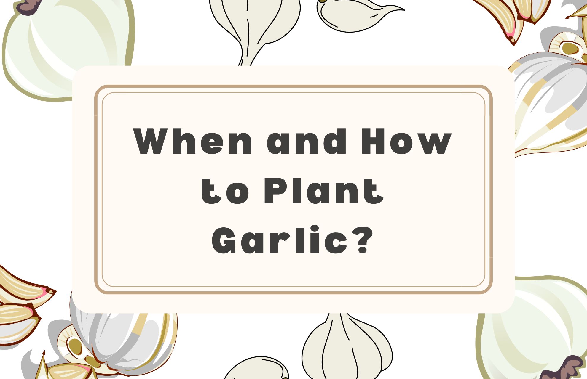 when to plant garlic