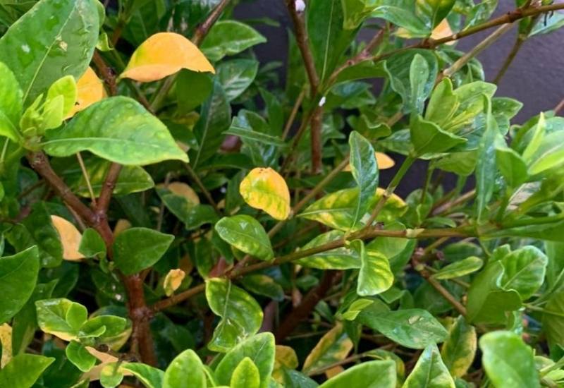 yellow leaves on a gardenia