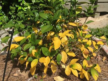 yellow leaves on a gardenia