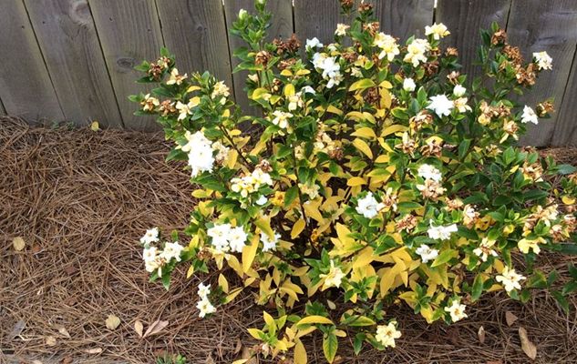 yellow leaves on a gardenia