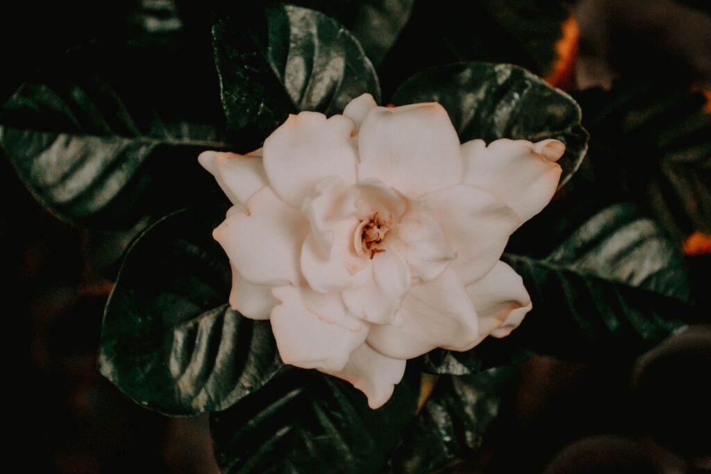 yellow leaves on a gardenia