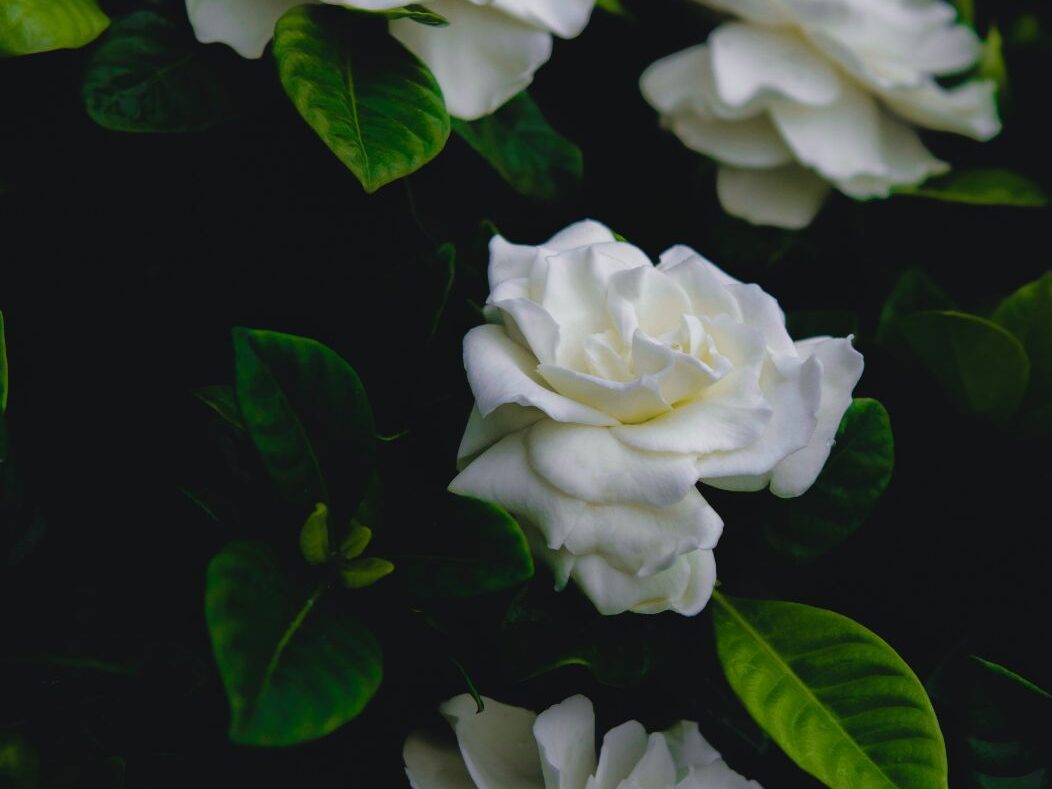 yellow leaves on a gardenia