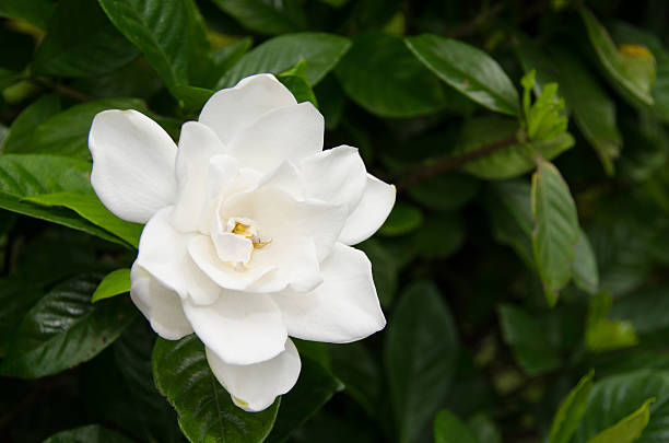 yellow leaves on a gardenia