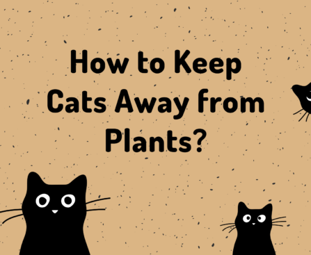 How to Keep Cats Away from Plants? 11 Tips