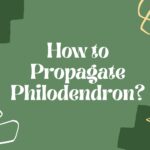 How to Propagate Philodendron? 3 Methods