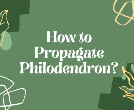 How to Propagate Philodendron? 3 Methods