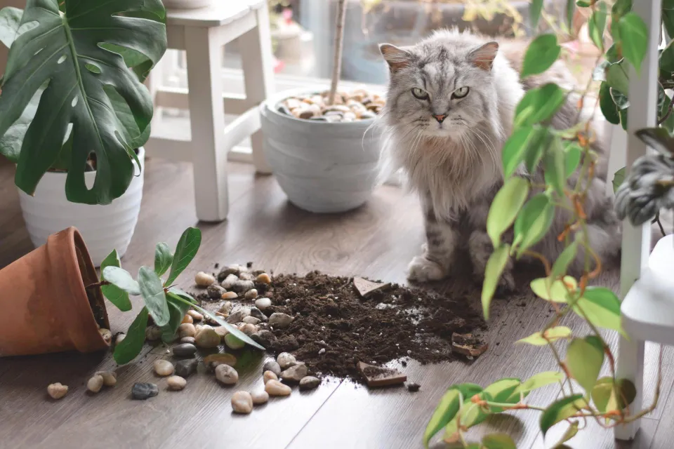 How to Keep Cats Away From House Plants