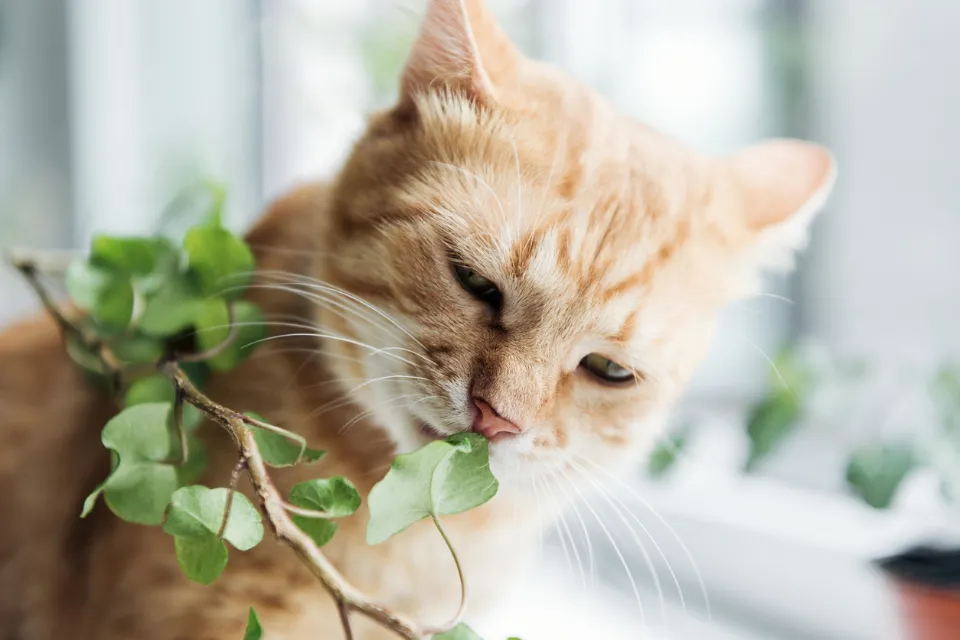 How to Keep Cats Away From Plants