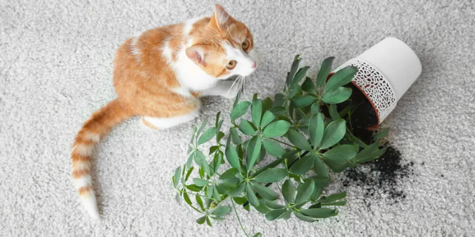 How to Keep Cats Away from Plants