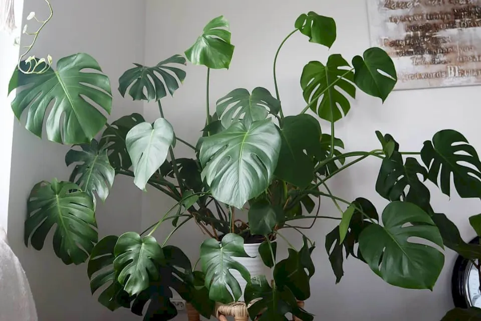 A Complete Guide to Split-leaf Philodendron Care