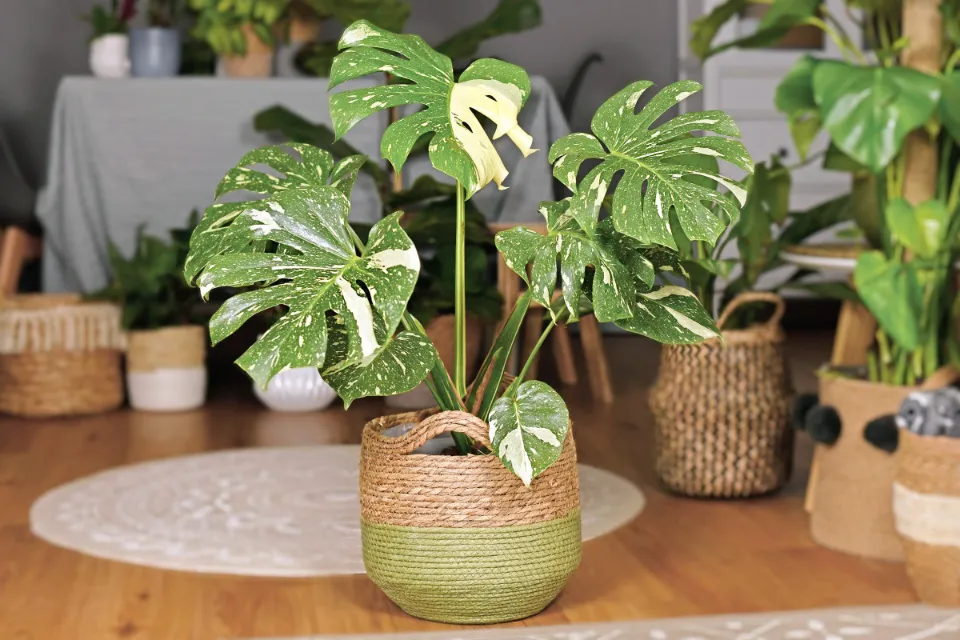 A Complete Guide to Split-leaf Philodendron Care