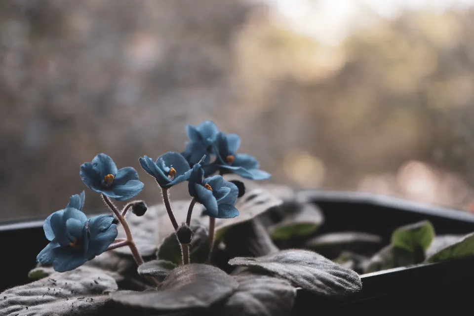 Are African Violets Toxic to Pet Cats, Dogs, Or Other Animals?