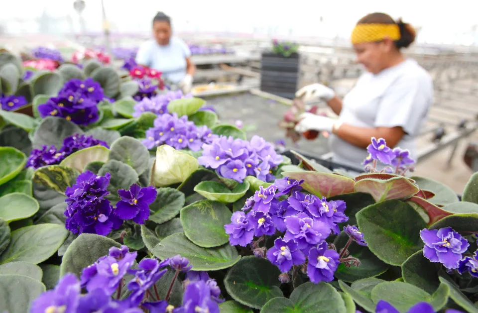 Are African Violets Toxic to Pet Cats, Dogs, Or Other Animals?