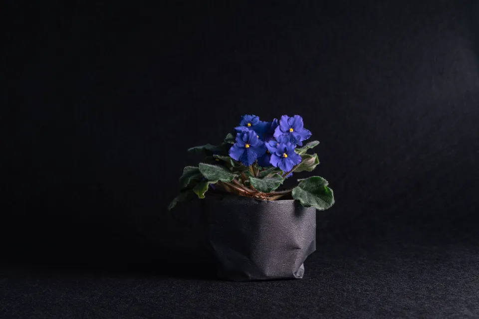 Are African Violets Toxic to Pet Cats, Dogs, Or Other Animals?