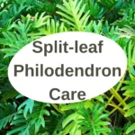 A Complete Guide to Split-leaf Philodendron Care