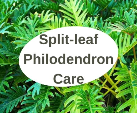 A Complete Guide to Split-leaf Philodendron Care