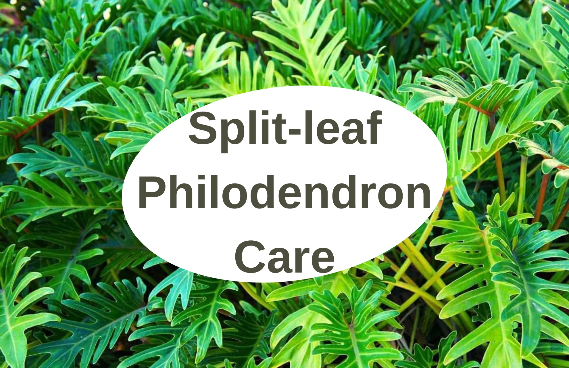 A Complete Guide to Split-leaf Philodendron Care