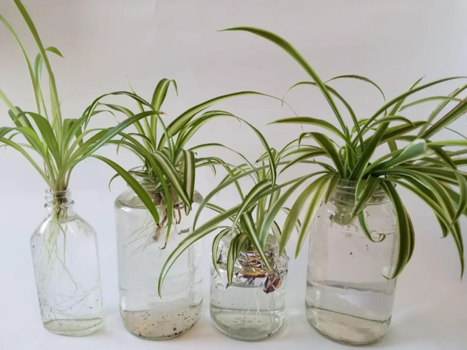 How to Propagate Spider Plants? 3 Easy Ways