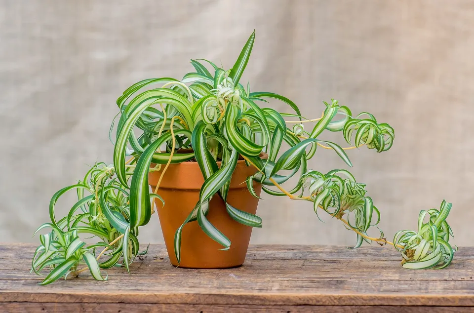 How to Propagate Spider Plants? 3 Easy Ways