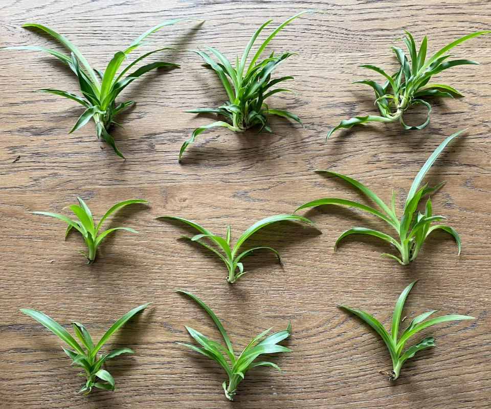 How to Propagate Spider Plants? 3 Easy Ways