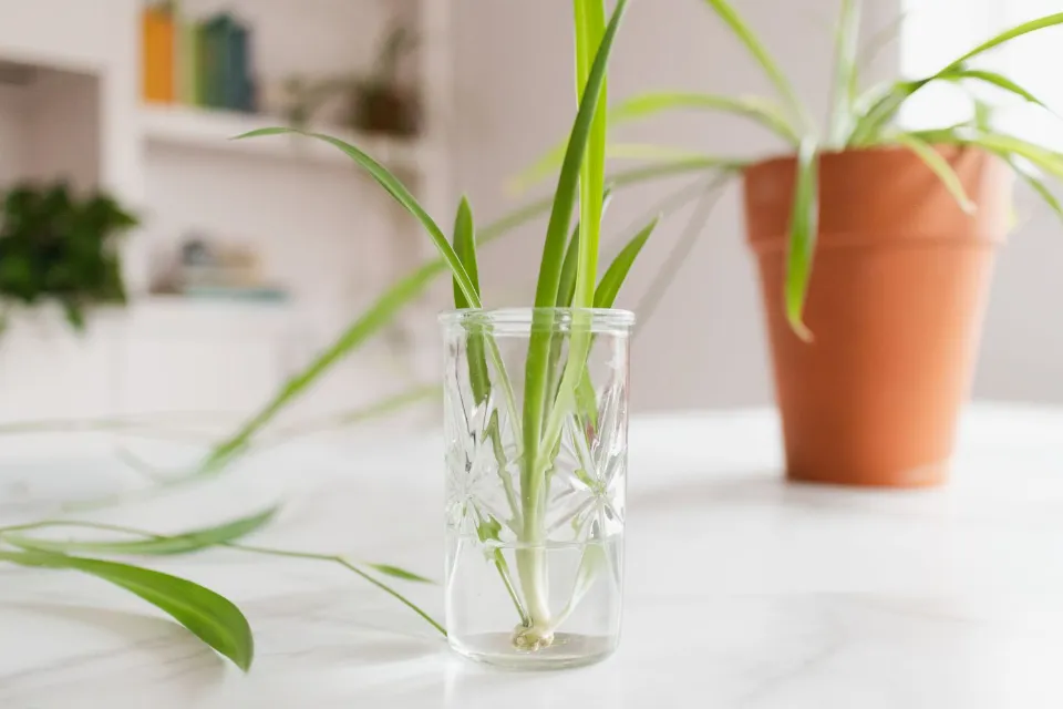 How to Propagate Spider Plants? 3 Easy Ways