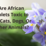 Are African Violets Toxic to Pet Cats, Dogs, Or Other Animals?