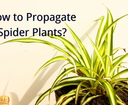 how to propagate spider plant