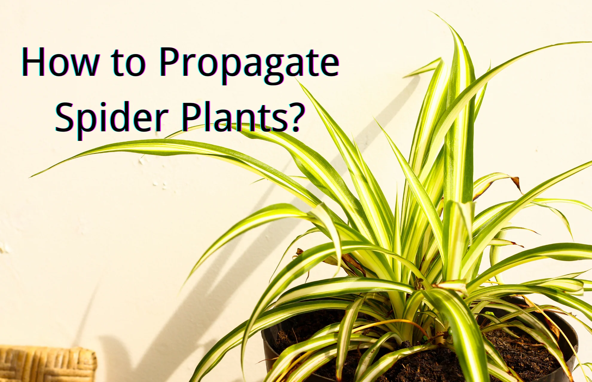 how to propagate spider plant