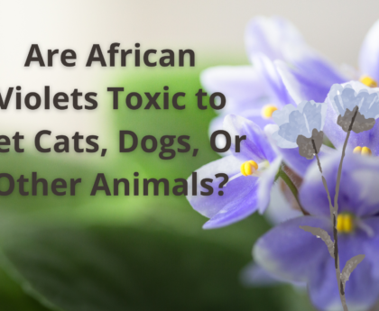 Are African Violets Toxic to Pet Cats, Dogs, Or Other Animals?