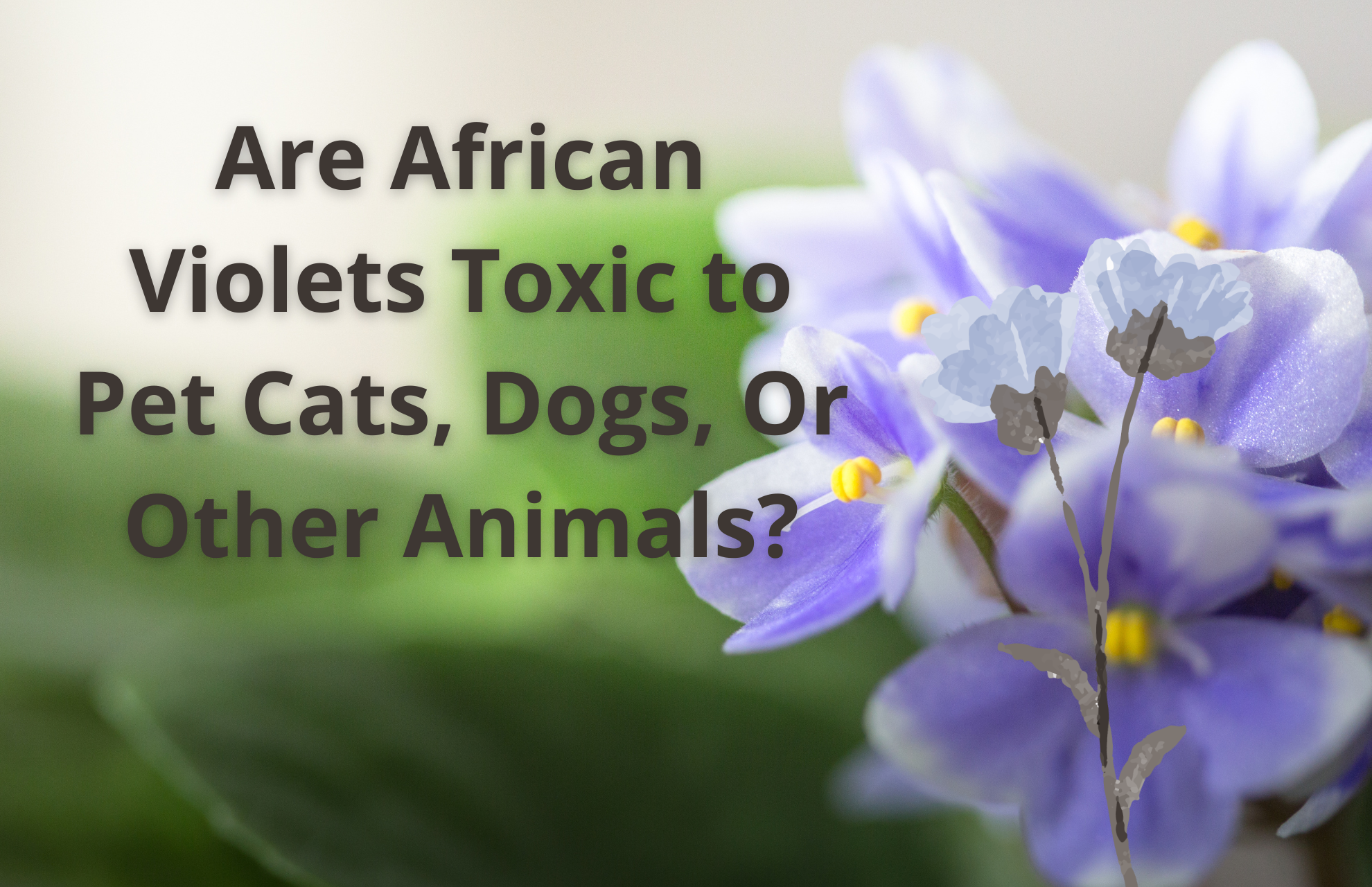 Are African Violets Toxic to Pet Cats, Dogs, Or Other Animals?
