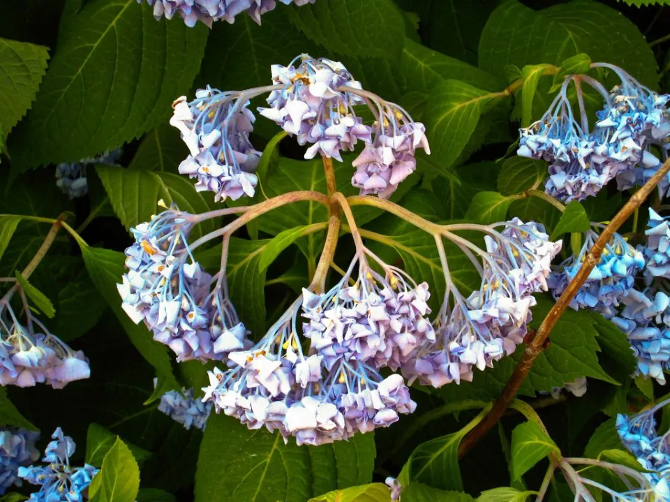 Why is My Hydrangea Wilting? How to Save It?