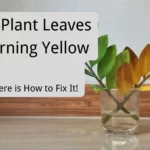 ZZ Plant Leaves Turning Yellow: Here is How to Fix It!