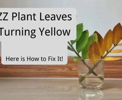 ZZ Plant Leaves Turning Yellow: Here is How to Fix It!
