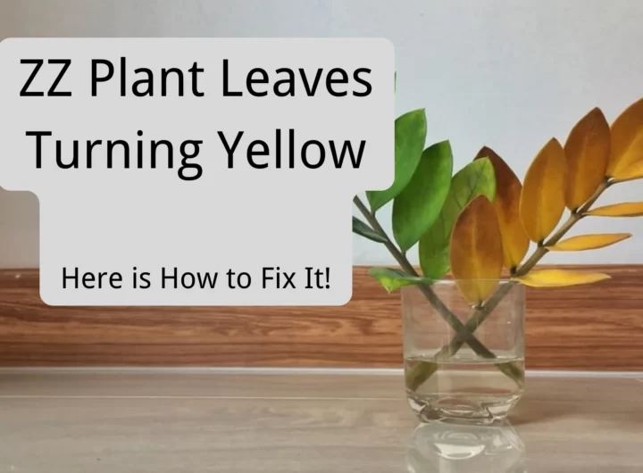 ZZ Plant Leaves Turning Yellow: Here is How to Fix It!